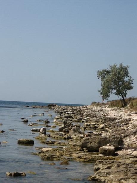 каменистый берег с деревом22.jpg
