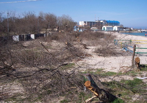 Вырубка деревьев на пляже.JPG