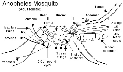 mosquito.jpg