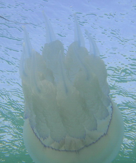 Медуза 4 (Черн).jpg