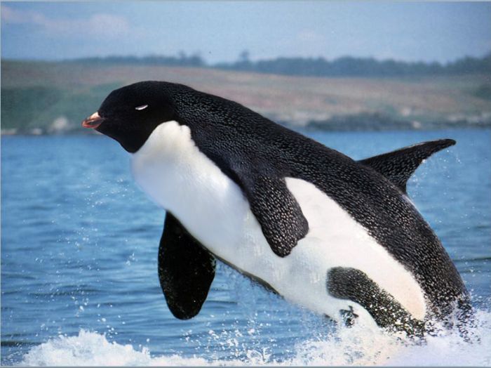 pingvin.jpg