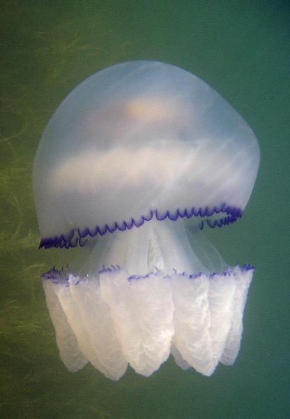 meduza12.jpg