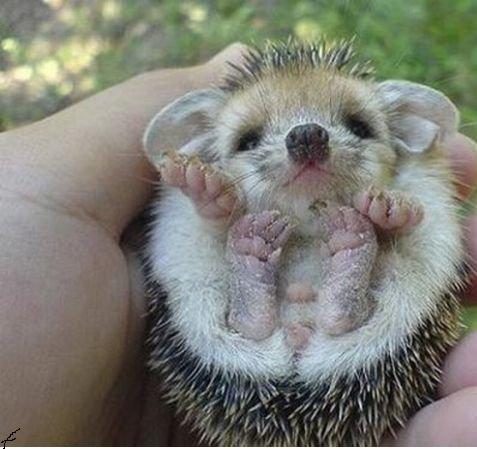 1280862267_cute_hedgehogs_00.jpg