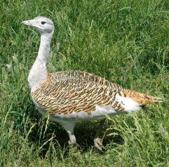 bustard.jpg