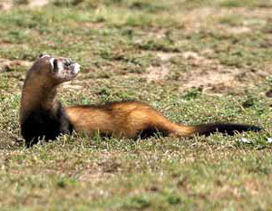 steppe_polecat.jpg