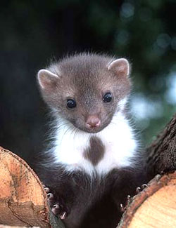 stone_marten.jpg