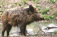 wild_boar.jpg