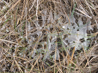 IMG_6133.gif