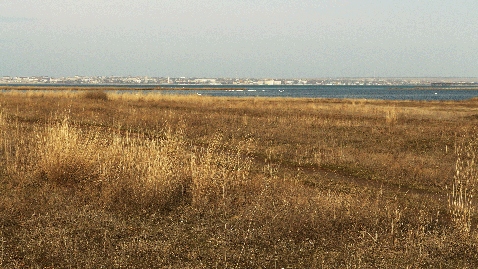 IMG_7371777.gif