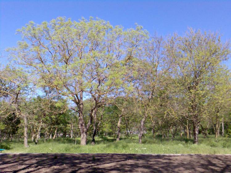 park7.jpg