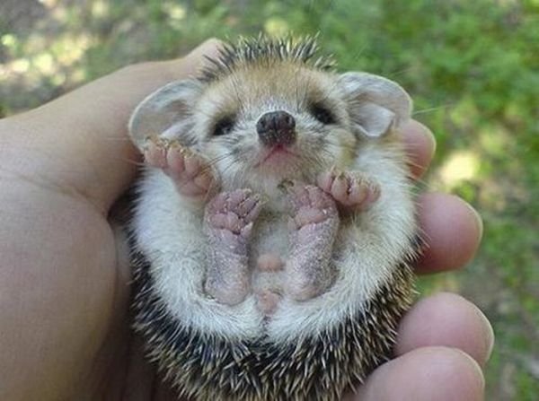 1280862267_cute_hedgehogs_00.jpg